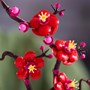 LEGO Botanicals 10369, Plommeblomst